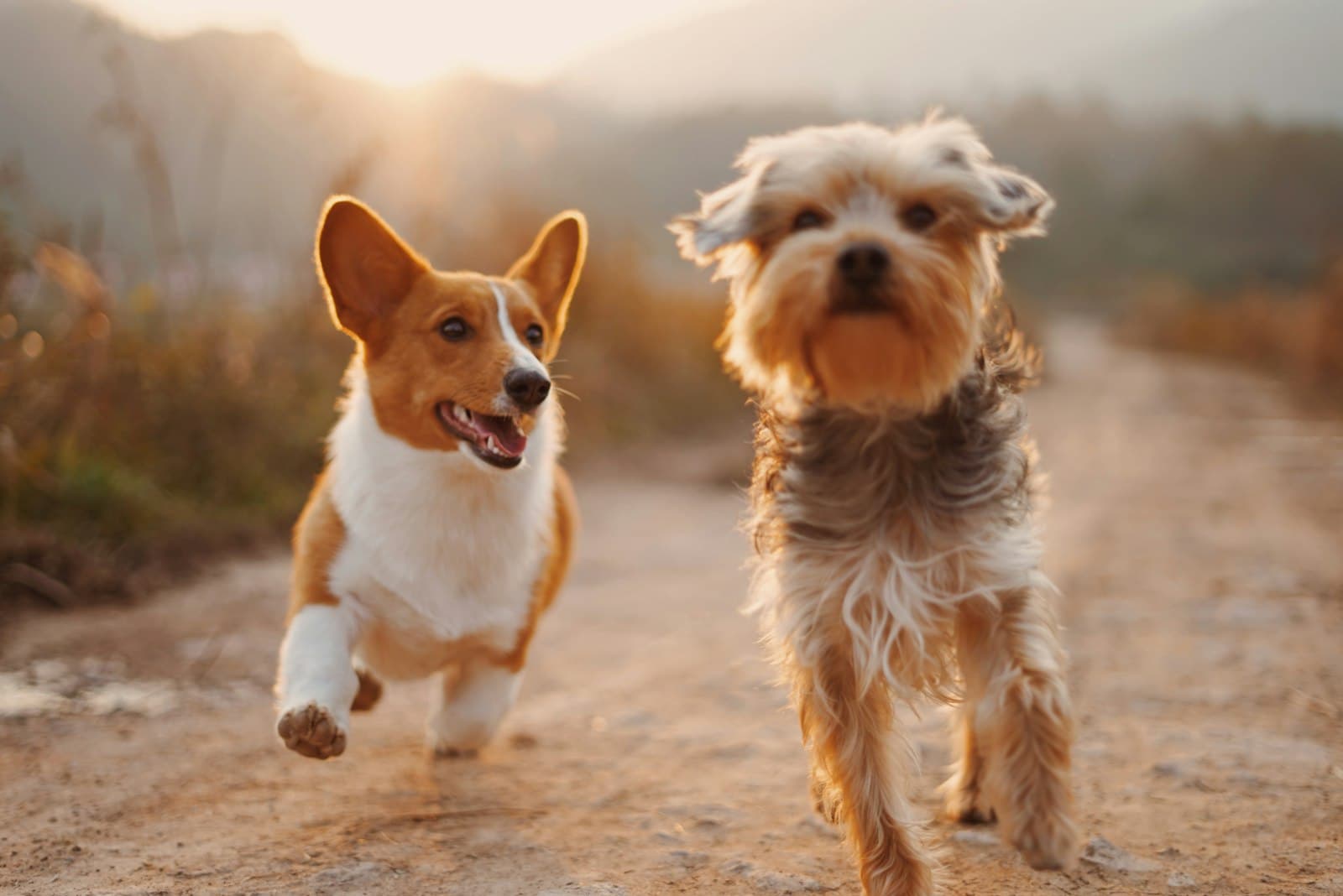Twee vrolijke honden rennen over een zandpad